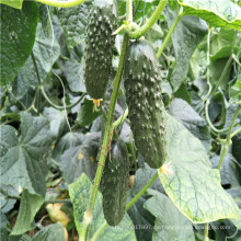 Suntoday Parthenocarpy tolerant zu niedrigen 1-2 Früchten 10-12cm für das Mid-East-Gewächshaus für mittlere F1-Hybrid-Gurkensamen (13012)